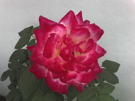 la rose***